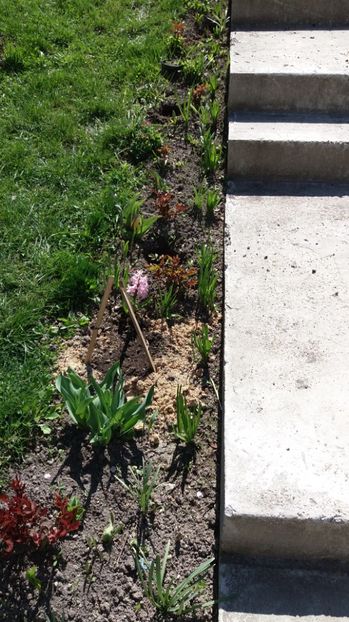 IMG-20170411-WA0045 - 000000000000001   GRADINA MEA