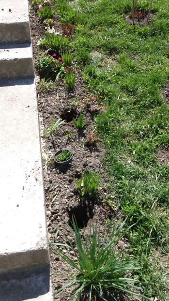 IMG-20170411-WA0043 - 000000000000001   GRADINA MEA