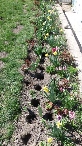 Plantam gladioleeee - 000000000000001   GRADINA MEA