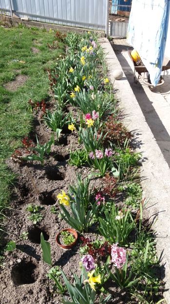 IMG-20170411-WA0034 - 000000000000001   GRADINA MEA