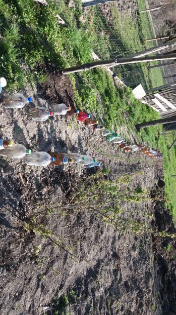 Pepiniera din spate - 000000000000001   GRADINA MEA