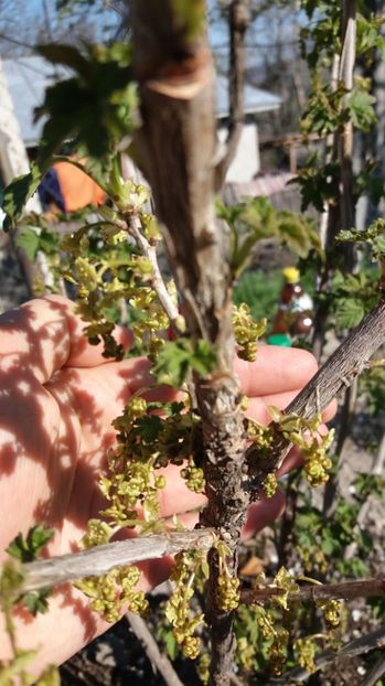 Coacaz - 000000000000001   GRADINA MEA