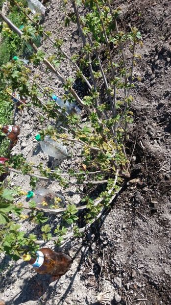 Coacaz - 000000000000001   GRADINA MEA