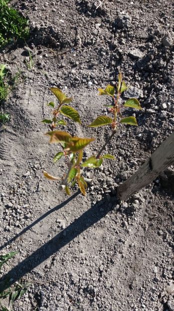 IMG-20170411-WA0018 - 000000000000001   GRADINA MEA