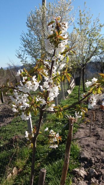 Cires - 000000000000001   GRADINA MEA