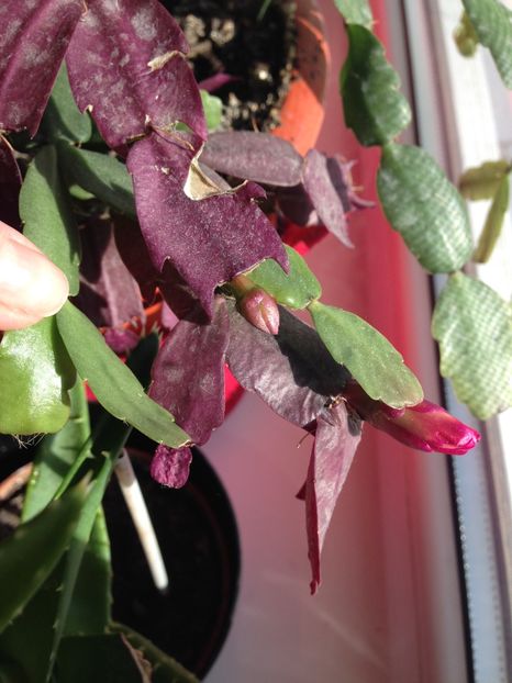 Bobocei de Craciunita - FLORILE MELE 2017