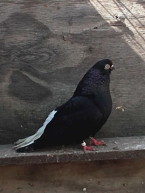  - 6-Negru Codalb Romanesc