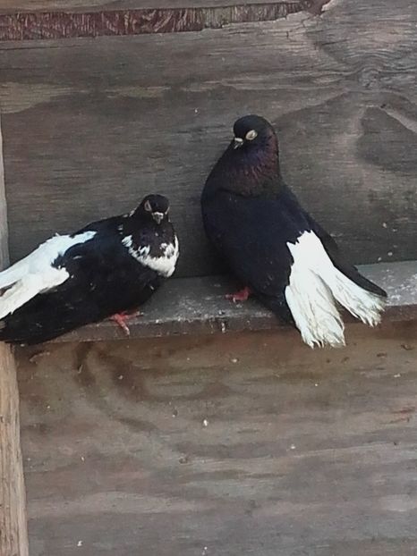  - 6-Negru Codalb Romanesc