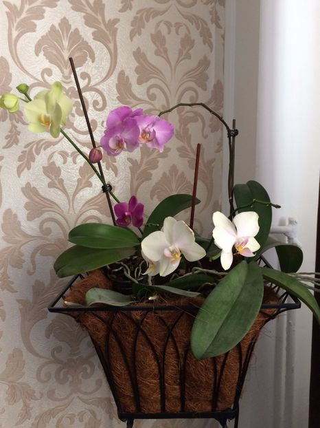 Aranjament Phalaenopsis - Phalaenopsis