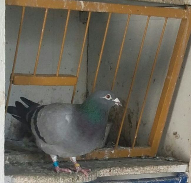 IMG-20170414-WA0021-1 - Voiajori