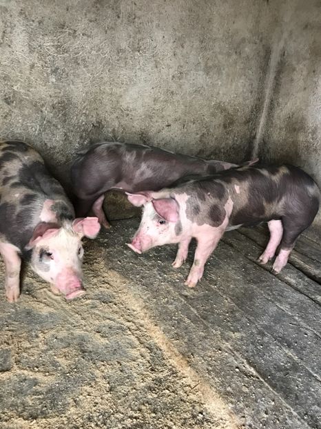  - Purcei Pietrain pur 2017