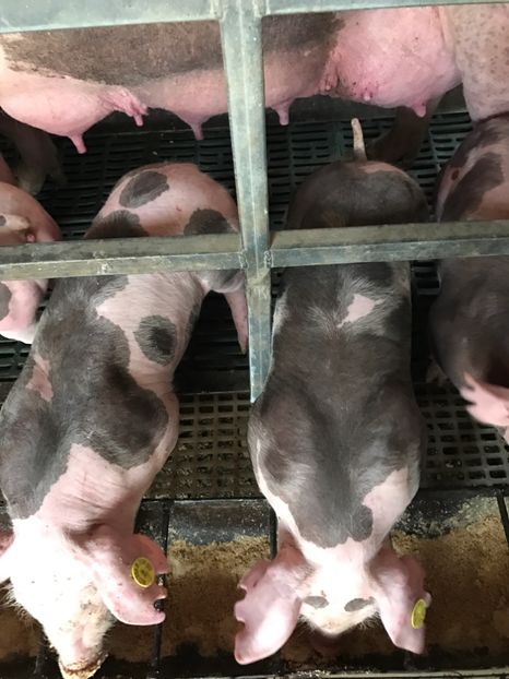  - Purcei Pietrain pur 2017