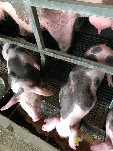  - Purcei Pietrain pur 2017