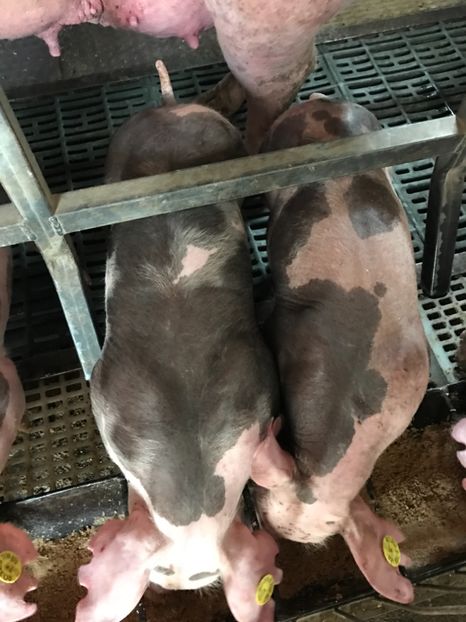  - Purcei Pietrain pur 2017