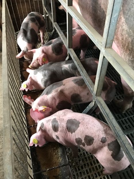  - Purcei Pietrain pur 2017