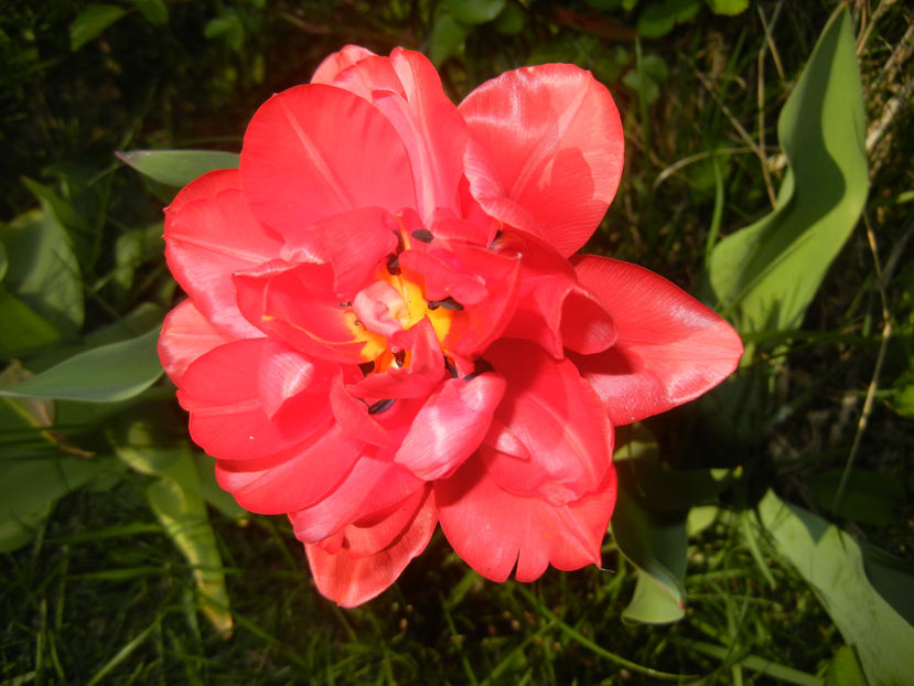Tulipa Red (2017, April 11) - Tulipa Red