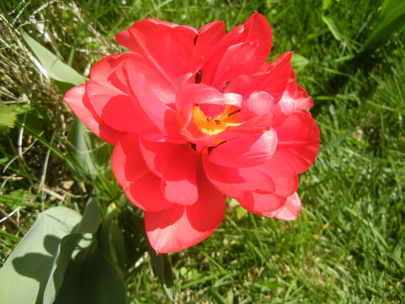 Tulipa Red (2017, April 13) - Tulipa Red