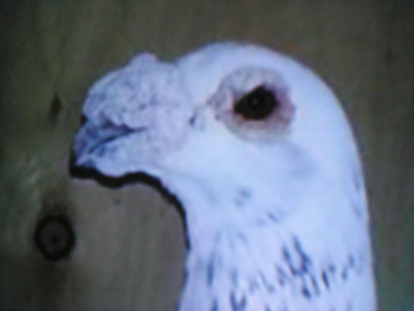  - VOIAJORI DE FRUMUSETE BAGDETI INDIENI GERMANII