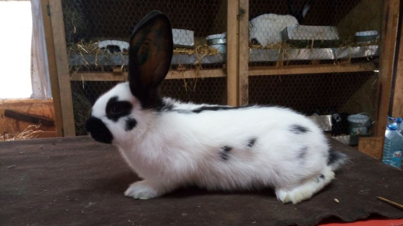  - Mascul 3-2 Ro20-2747