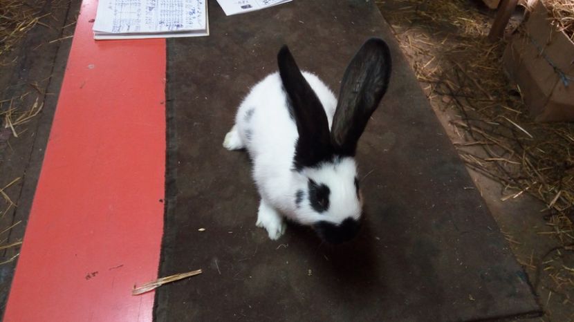  - Mascul 3-2 Ro20-2747