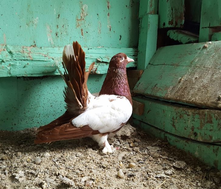  - Roller de Cluj oglindati