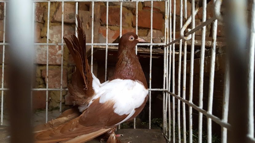  - Roller de Cluj oglindati