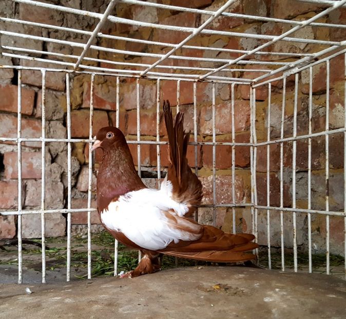  - Roller de Cluj oglindati