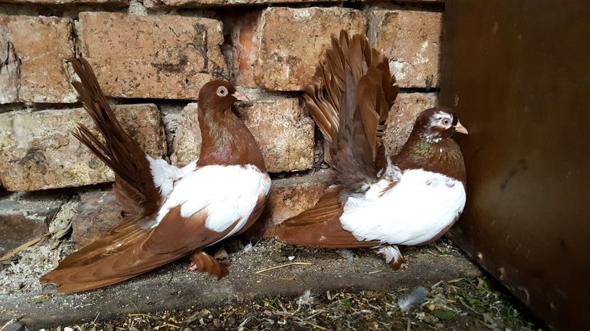  - Roller de Cluj oglindati