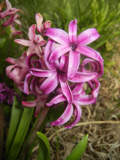 Hyacinth Purple Sensation (2017, Apr.05) - Hyacinth Purple Sensation