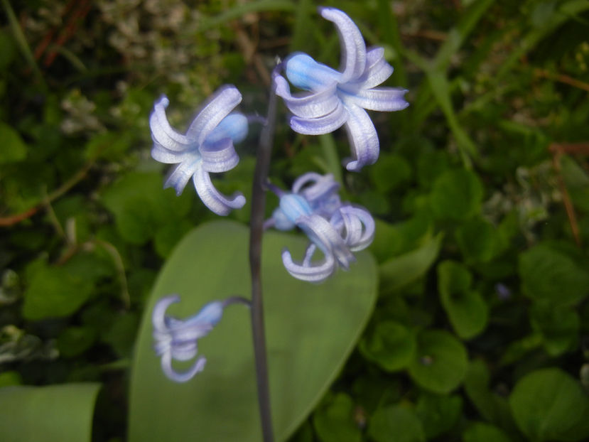 Hyacinth multiflora Blue (2017, April 06) - Hyacinth multiflora Blue