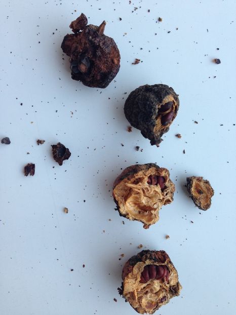 Gutui japonez-seminte - Achizitii FLORI 2017