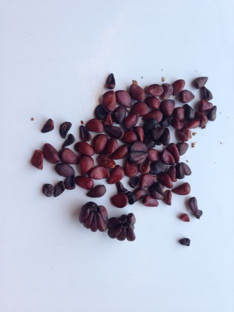 Gutui japonez-seminte - Achizitii FLORI 2017