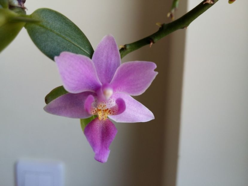 Phalaenopsis equestris var. rosea - 2017