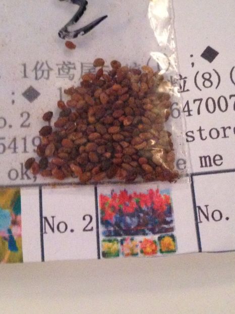 Semințe mici Canna crin, - Achizitii FLORI 2017