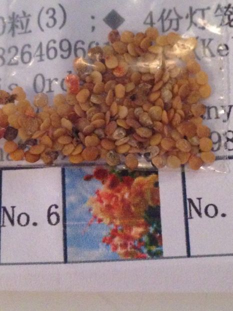 Seminte - flori de ghiveci / plante curgatoare - Achizitii FLORI 2017