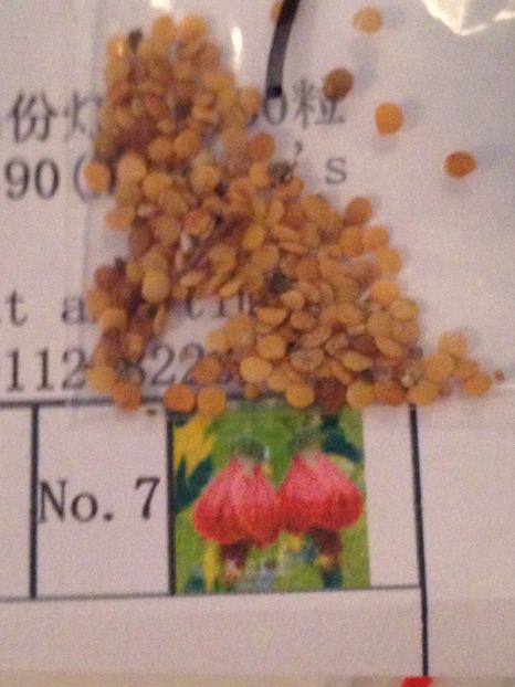 Abutilon-seminte - Achizitii FLORI 2017