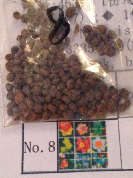 Narcise-seminte - Achizitii FLORI 2017