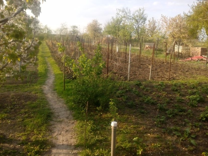  - Gradina
