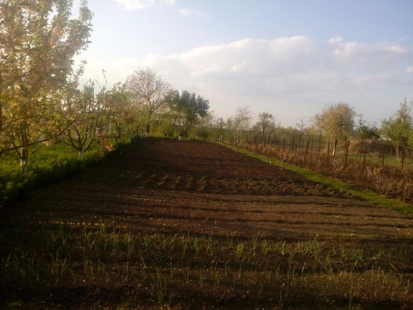  - Gradina