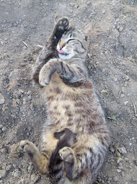 Tigrila - Prieteni dragi