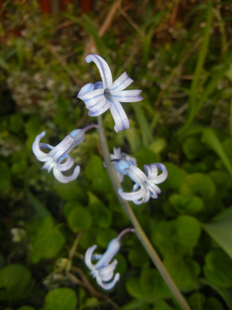 Hyacinth multiflora Blue (2017, April 10) - Hyacinth multiflora Blue