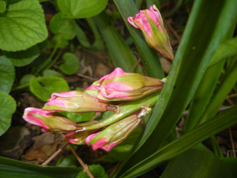 Hyacinth Eros (2017, April 11) - Hyacinth Eros