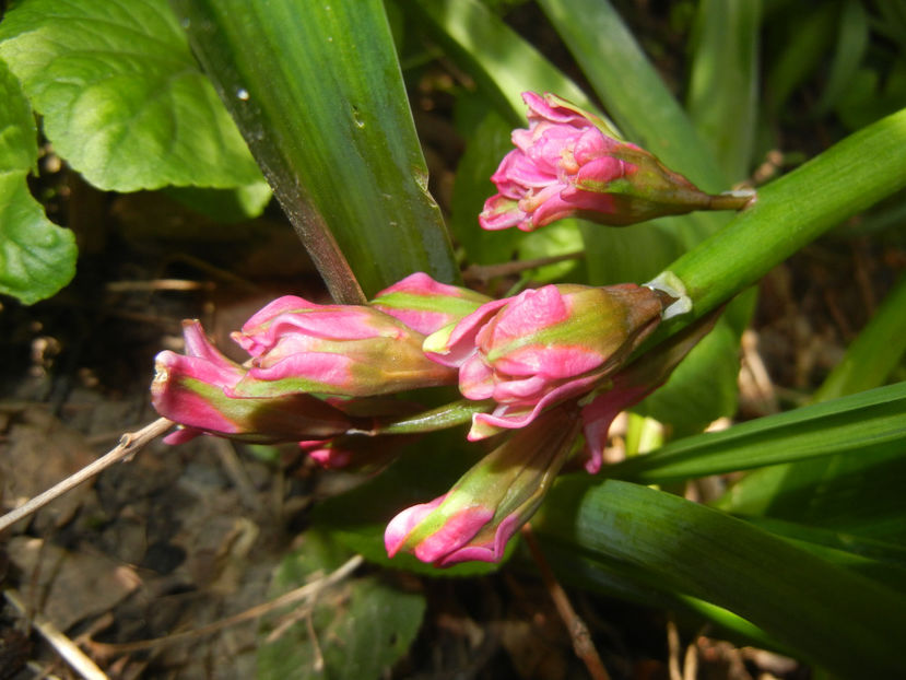 Hyacinth Eros (2017, April 13) - Hyacinth Eros