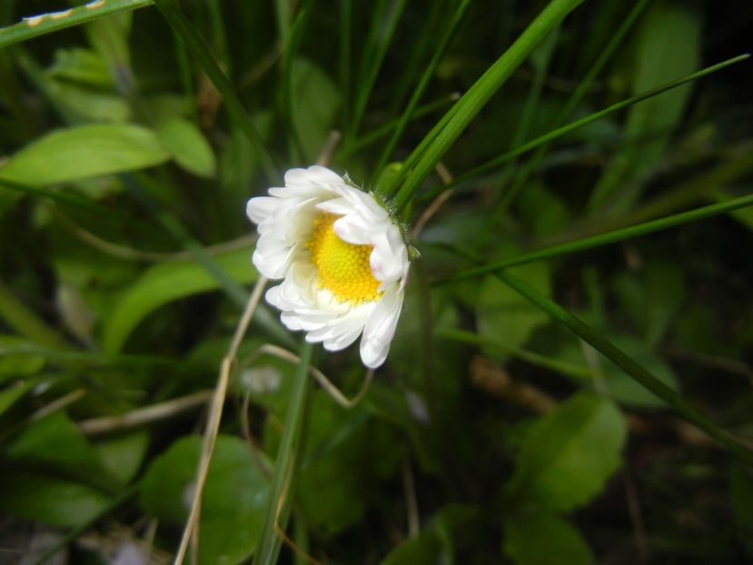 Bellis perennis (2017, April 13) - BELLIS Perennis