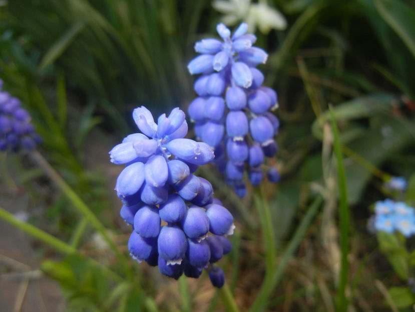Muscari armeniacum (2017, April 11) - Muscari Armeniacum
