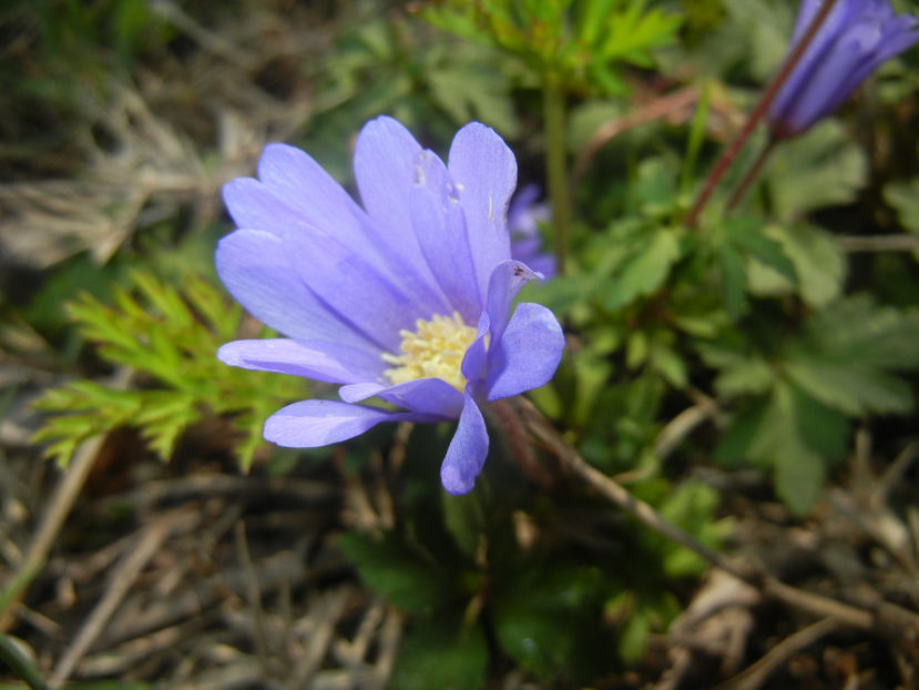 Anemone Blue Shades (2017, April 13) - Anemone Blue Shades
