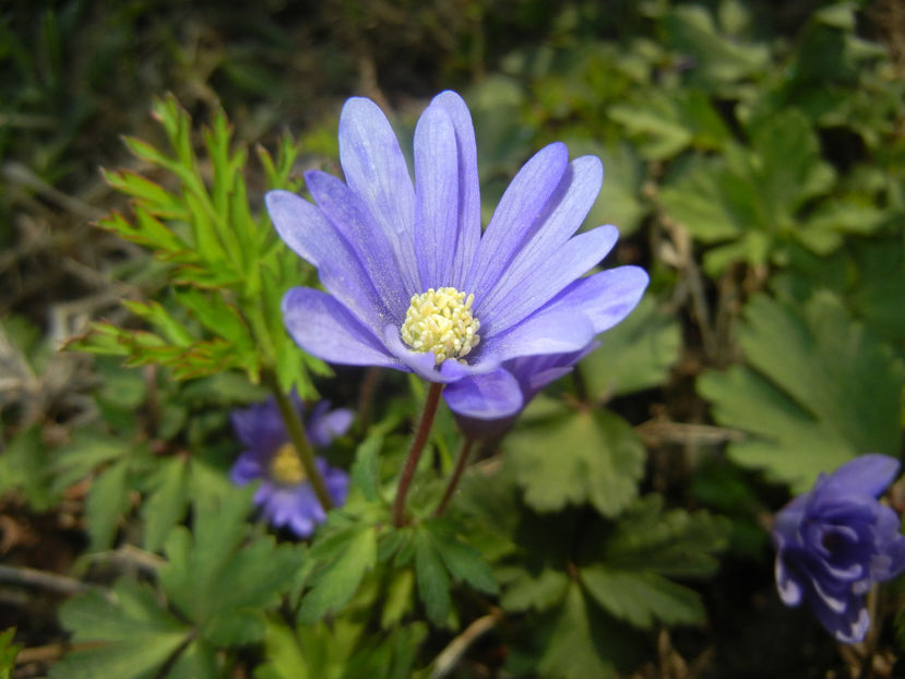 Anemone Blue Shades (2017, April 13) - Anemone Blue Shades