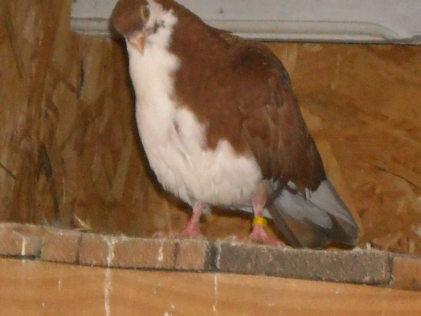 recuperat de prin vecini - PUISORI  2017