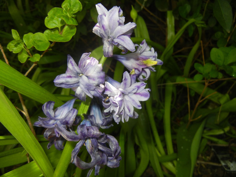 Hyacinth Isabelle (2017, April 13) - Hyacinth Isabelle