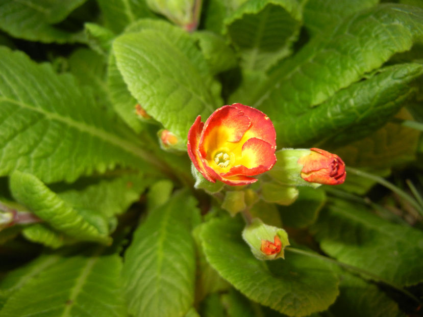 Primula polyanthus Red (2017, April 03) - Primula polyanthus Red